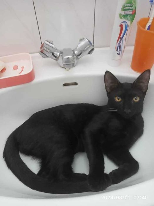 Котята в добрые руки. Смотрите другие объявления автора