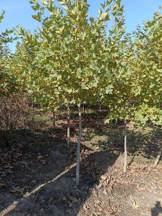 Vand mesteacan, tei, artar si platan