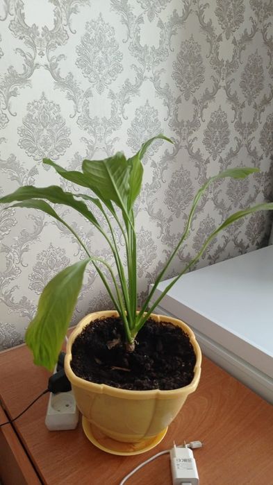 Продам цветок женское счастье