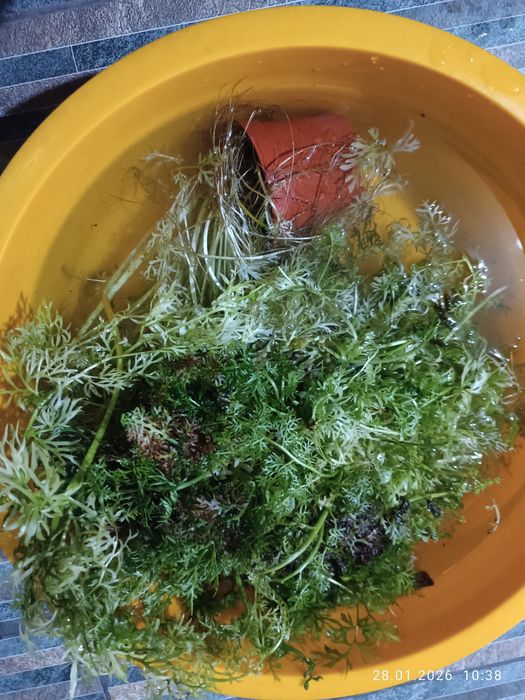 Продам папоротник Индийский