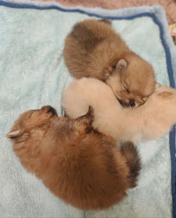 Померанский шпитц