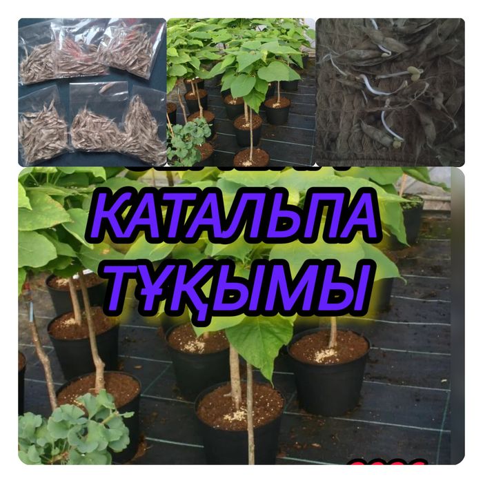 семена ~КАТАЛЬПА~тұқымы