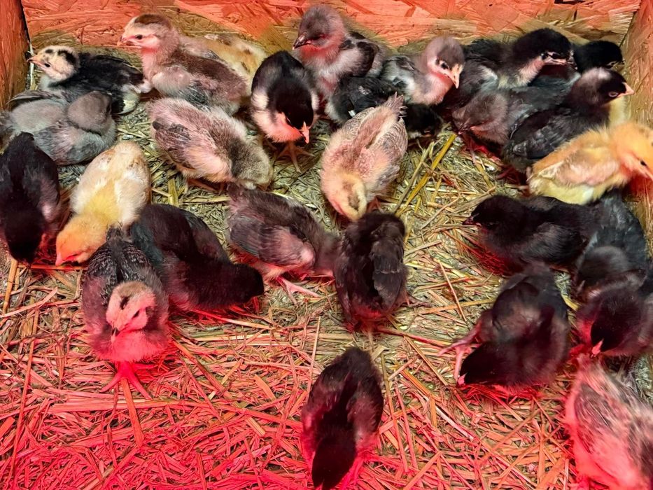 Puișori disponibili !