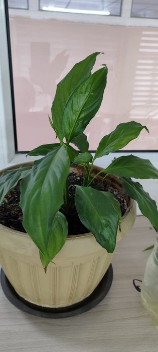 Продам цветы не дорого