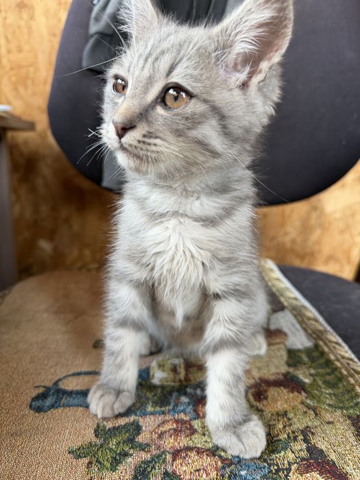 Отдам котят в добрые руки