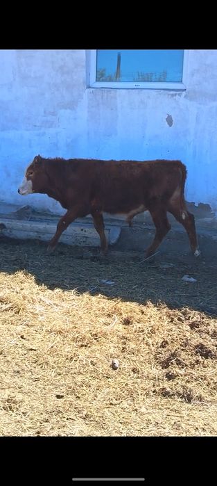 Продам 3 бычка годовалых