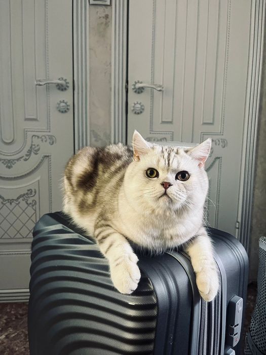 Породистый кот годик