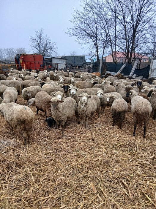 Vând 120 de oi gestante și fătate .