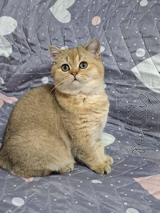 Золотая шиншиллы