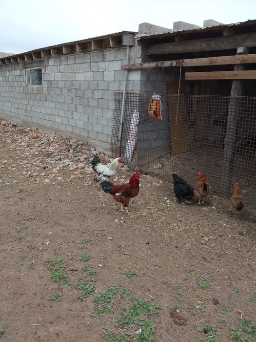 Продам молодых петухов