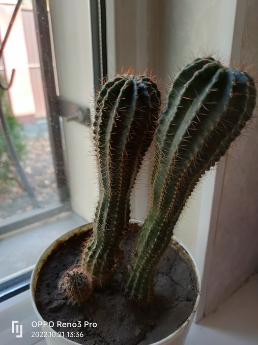 Продам комнатные цветы.