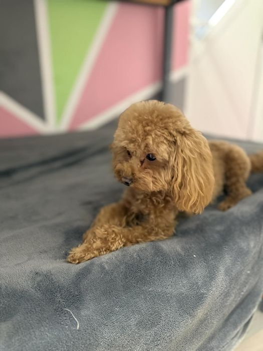 Той Пудел//Пудел Той