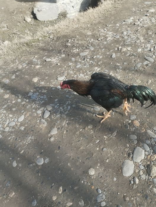 Dakan xuroz sotiladi