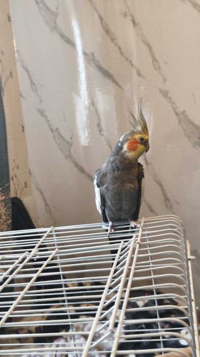 Корелла , мальчик