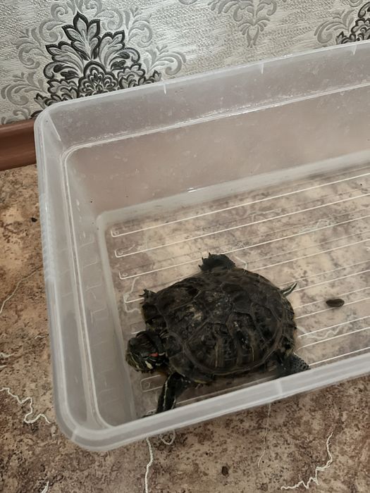 Продам черепаху красноухая