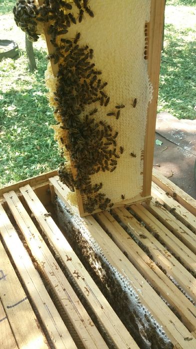 Miere naturala salcam si poliflora en-gross si la borcan din stupina p