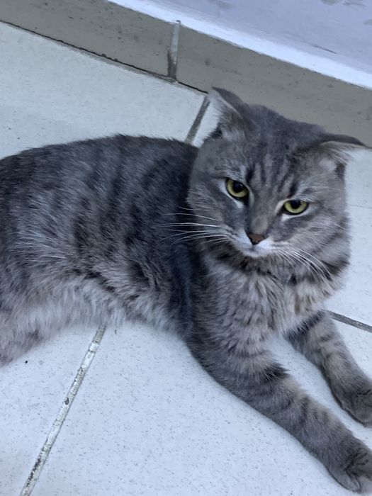 Щотланские мысық