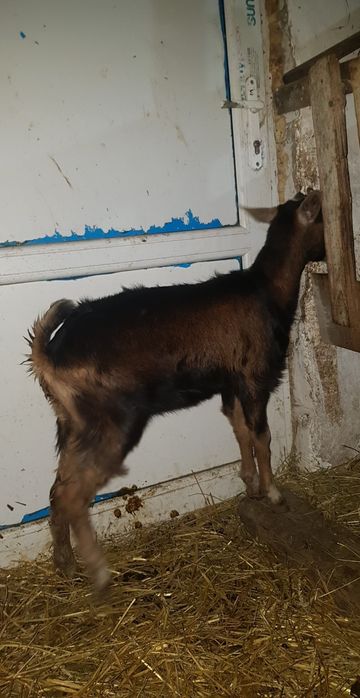 Disponibil țap alpin franceză de rasă pentru monta sau de vănzare ăn C