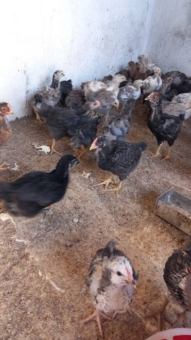 Продавам Катунски, черен Орпиртон и жълт Орпинтон за месо и яйца