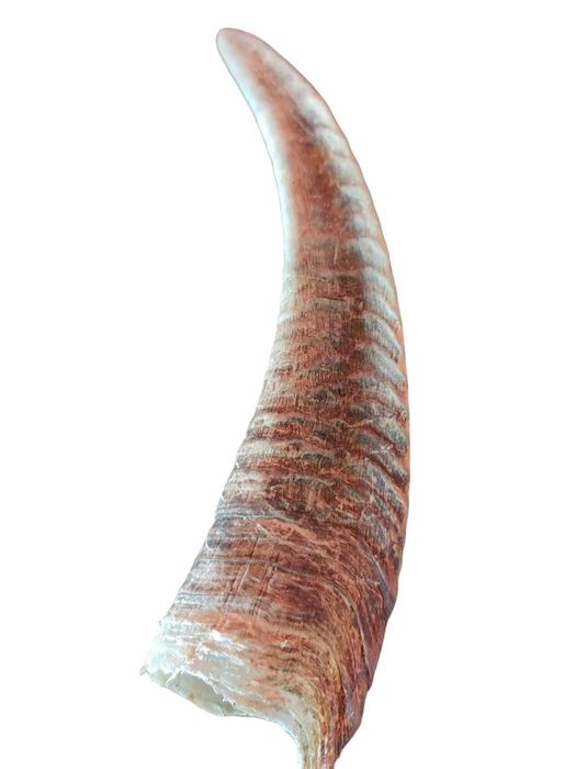 Кози рог, 20x5 см