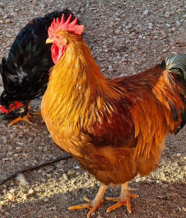 Pasari de rasa si de tăiat