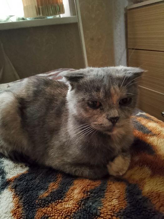 Шотландский вислоухий девушка Белла