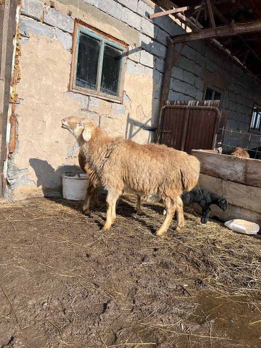 Қошқар/ 1  жасар