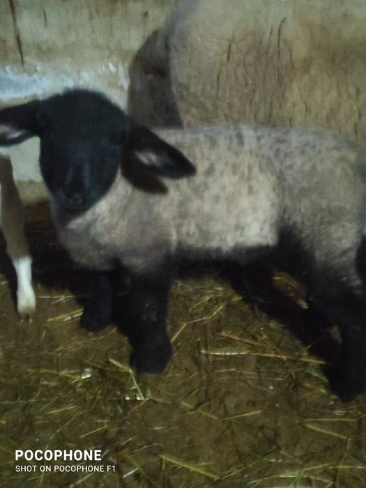 Vând 2 berbeci suffolk de vârste diferite