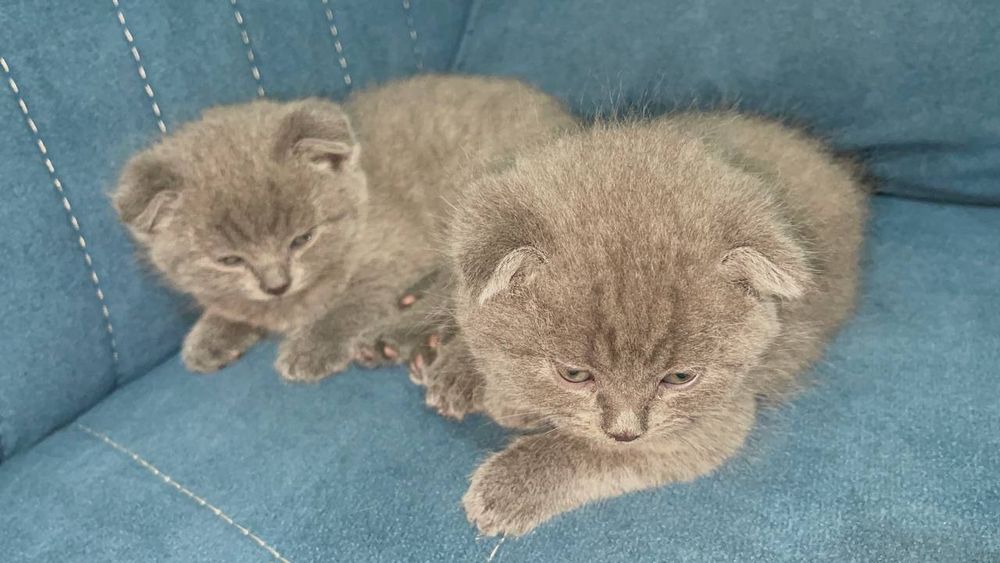 Продаем котят (девочки и мальчики)