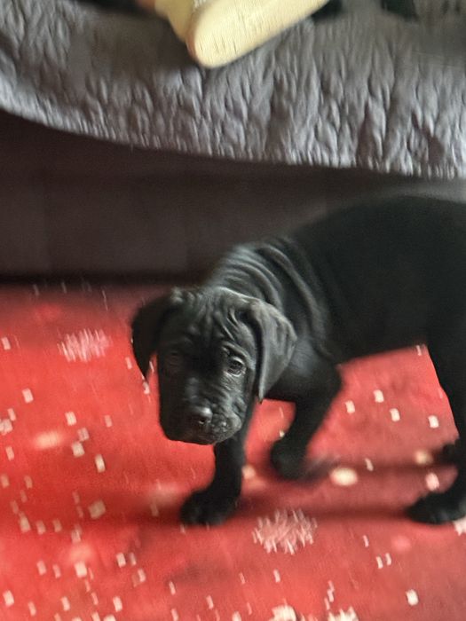 Кане Корсо / Cane Corso