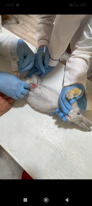 Veterinariya xizmati 24/7 (Vet_Dilshod_Nur)