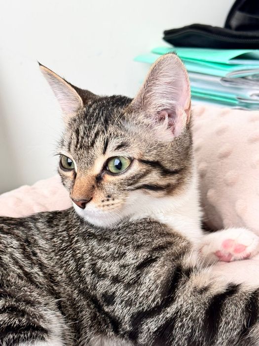 Отдадим котенка в добрые руки