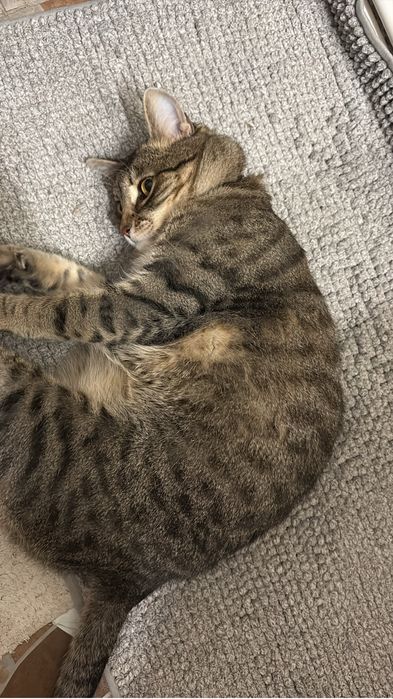 pisici spre adoptie