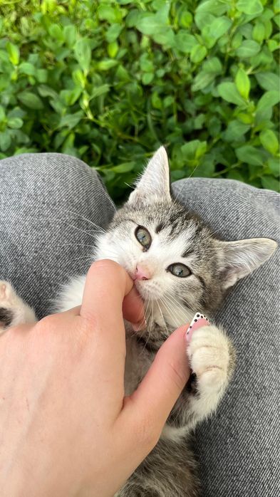 Отдам котят в добрые руки