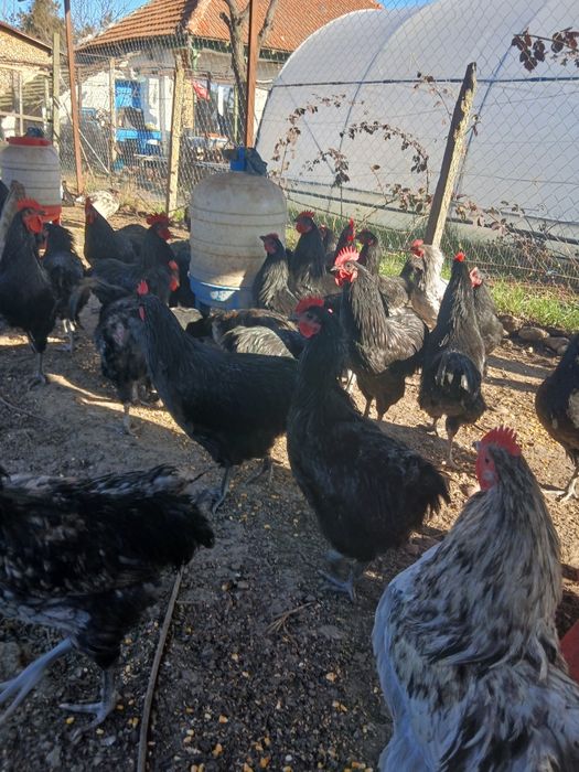 Vand cocosi tineri de australorp in varsta de 7 luni