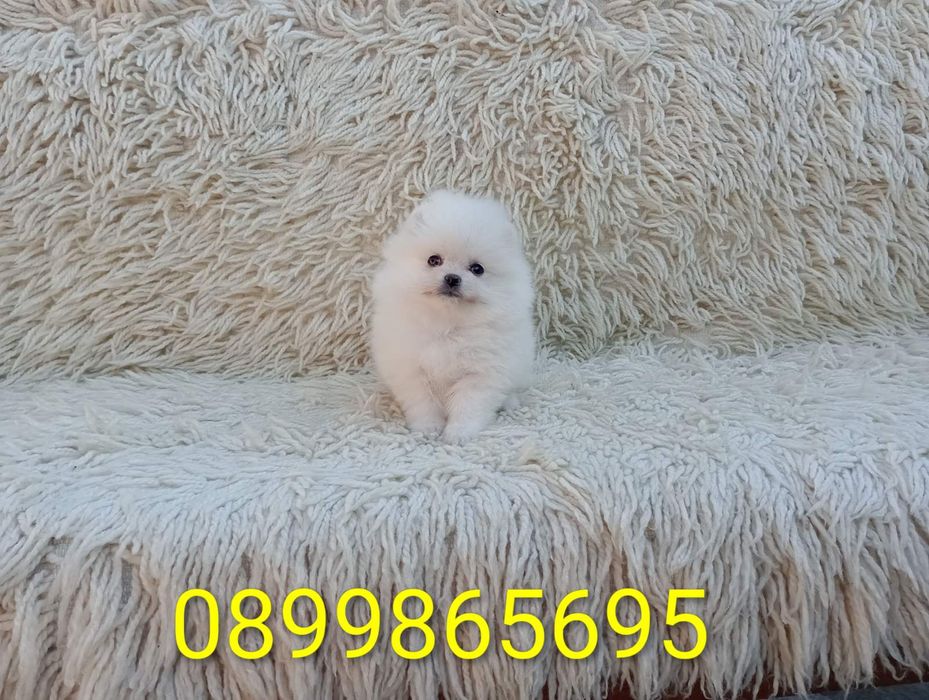 Померани! Момичета и момчета!