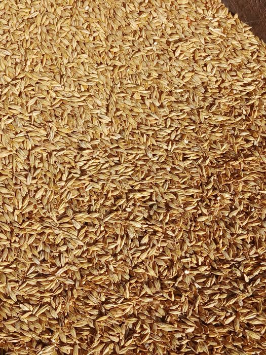 Orzoaică de primăvară mariola c1