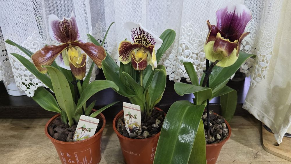 Орхидея венерин башмачок.