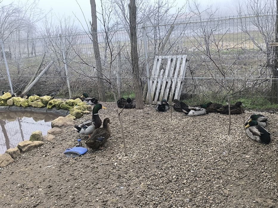 Ouă pentru incubat rață Rouen – rasă curată