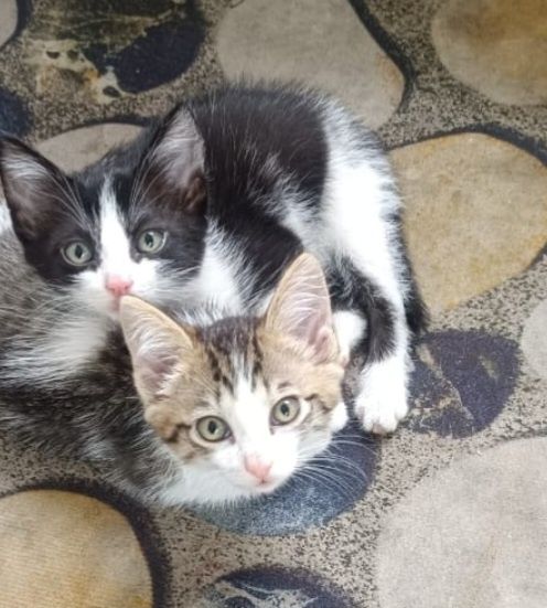 Котята  мальчики 2 месяца