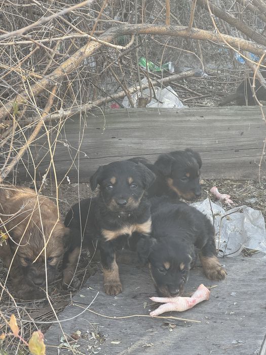 Отдам                                                           щенков