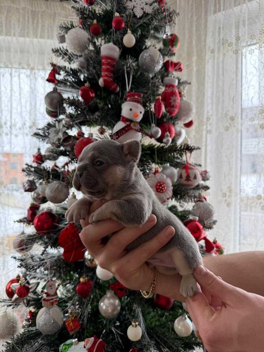 Bulldog francez mascul