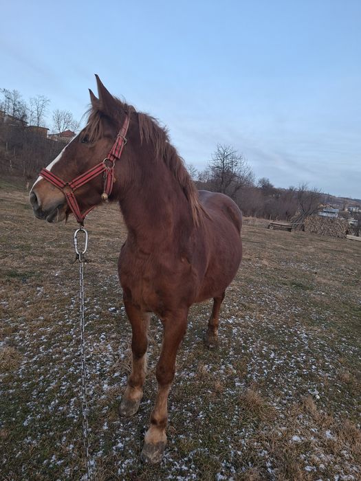 De vânzare o mânza