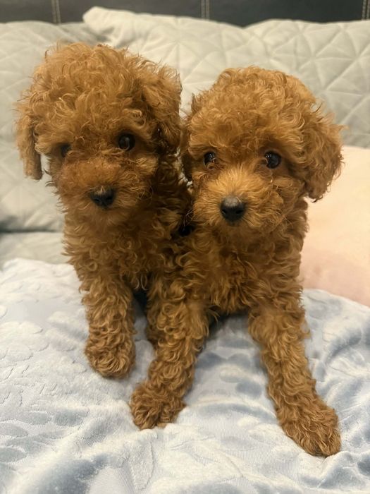 Той пудел//Пудел той