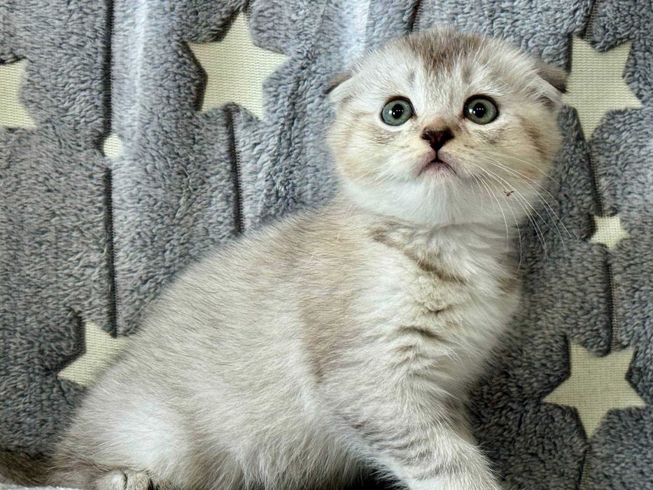 шикарная малышка шиншилла