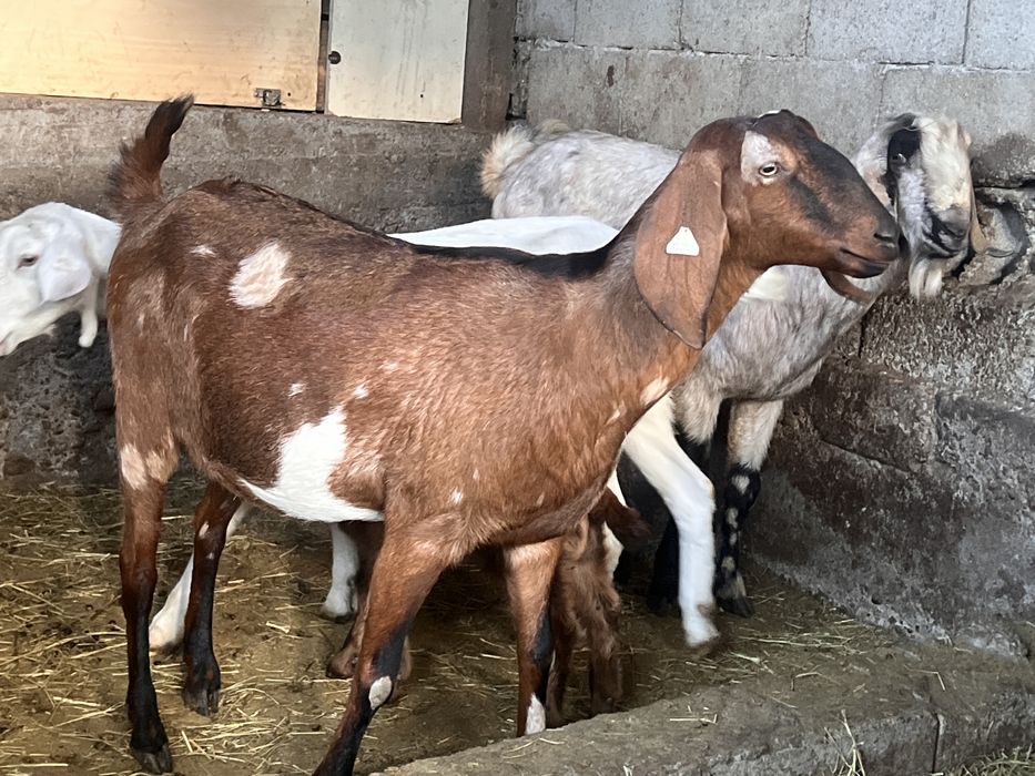 Capra si tap anglonubian