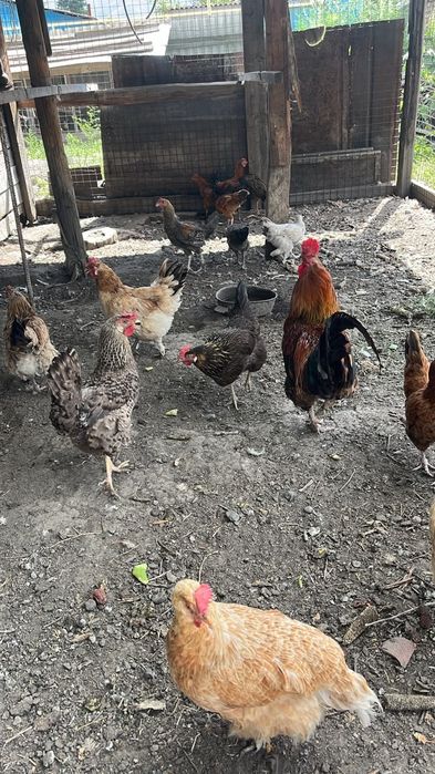 Домашние курицы несушки