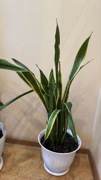 продам домашние цветы