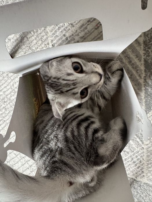Отдам породистого котенка