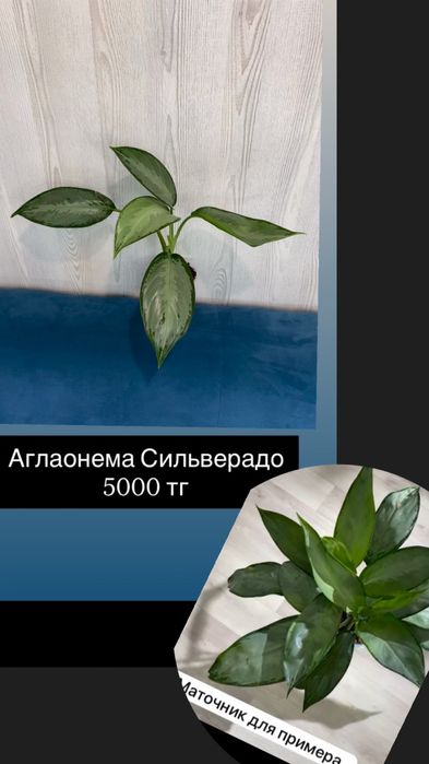 Домашние растения